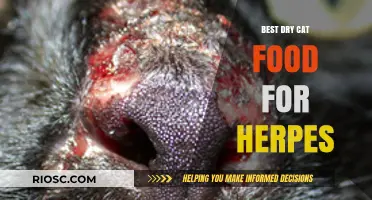 Top Picks for Dry Cat Food to Support Feline Herpes Management