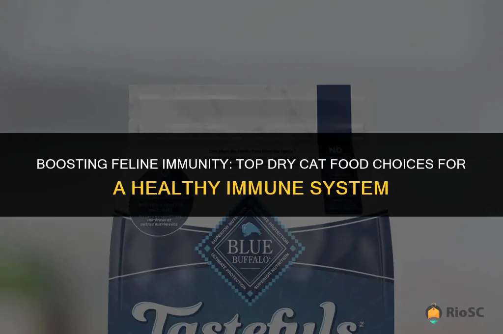 best dry cat food for immune system