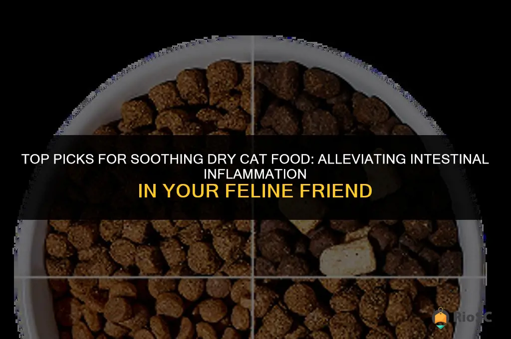 best dry cat food for intestnal inflammation