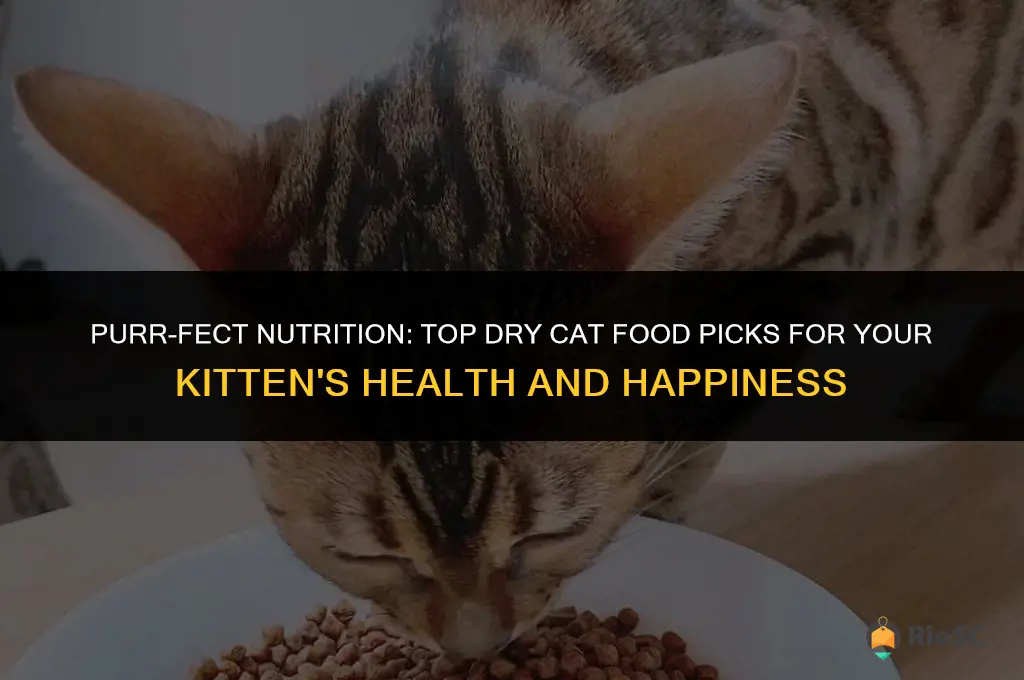 best dry cat food for kittens reviews