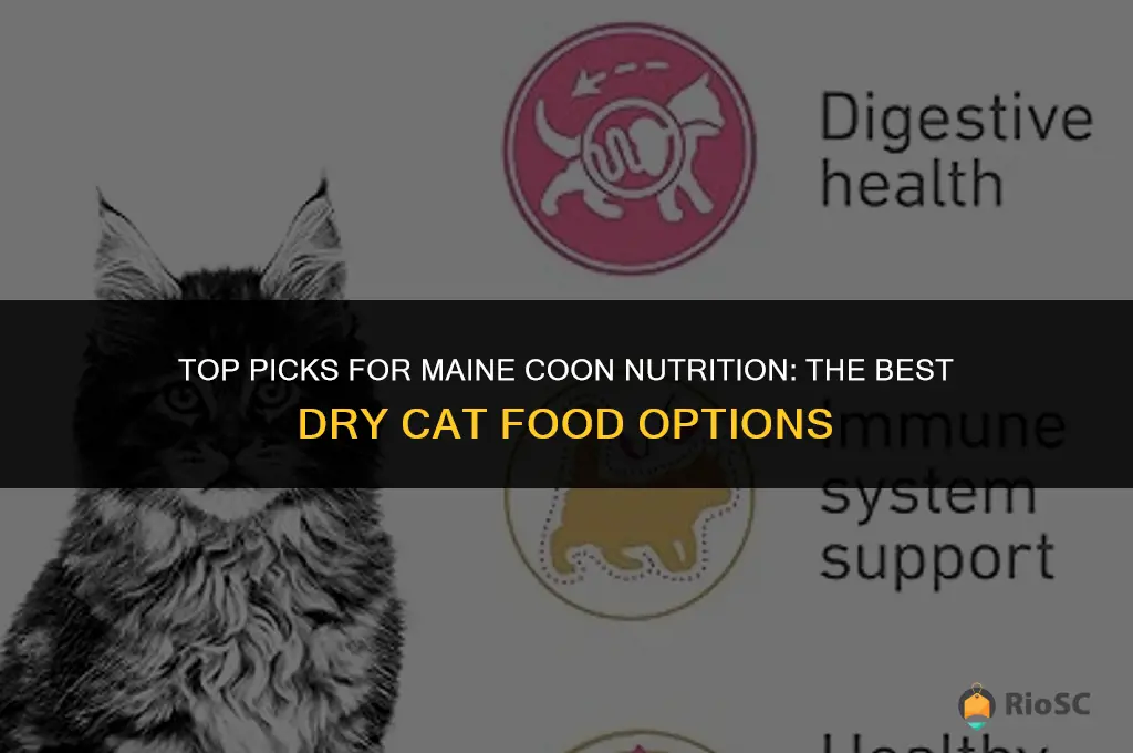 best dry cat food for maine coon