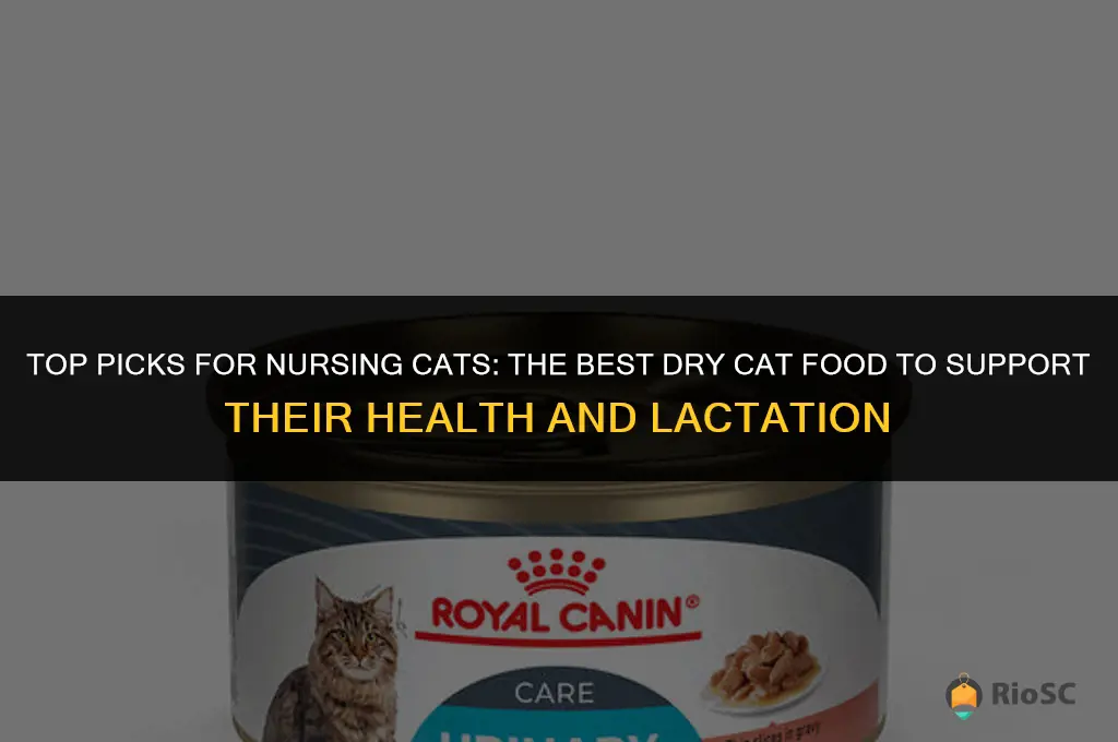 best dry cat food for nursing cats