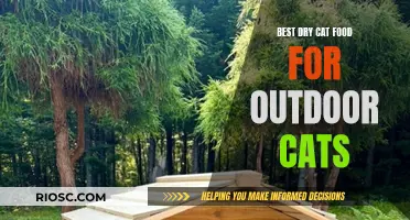 Top Picks for Outdoor Cats: The Best Dry Cat Food to Keep Your Feline Friends Nourished and Energized