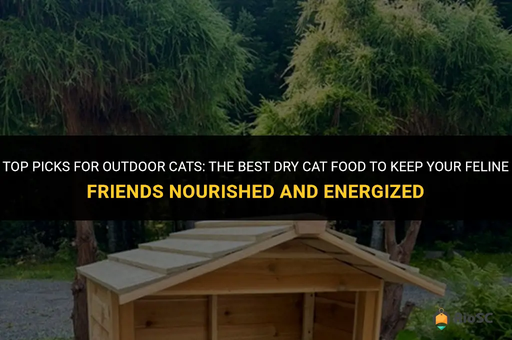 best dry cat food for outdoor cats