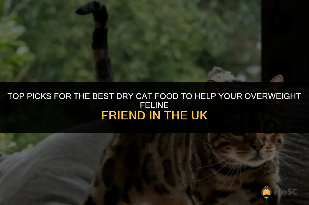 best dry cat food for overweight cats uk