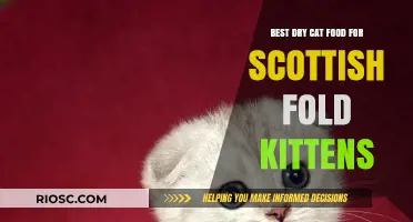 Top Picks for Tasty and Nutritious Dry Cat Food for Scottish Fold Kittens