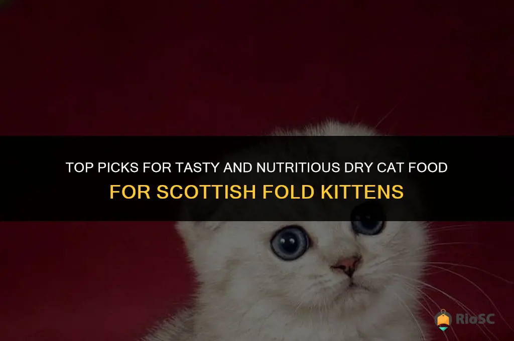 best dry cat food for scottish fold kittens