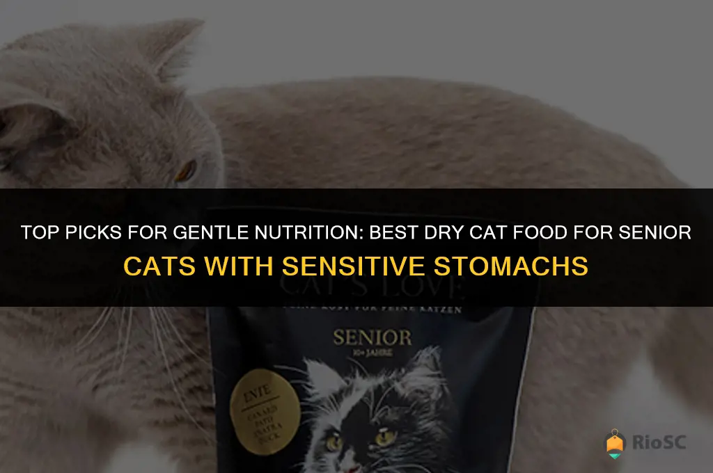 best dry cat food for senior cat with sensitive stomach
