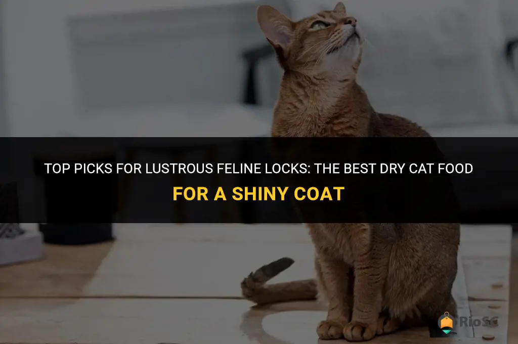 best dry cat food for shiny coat