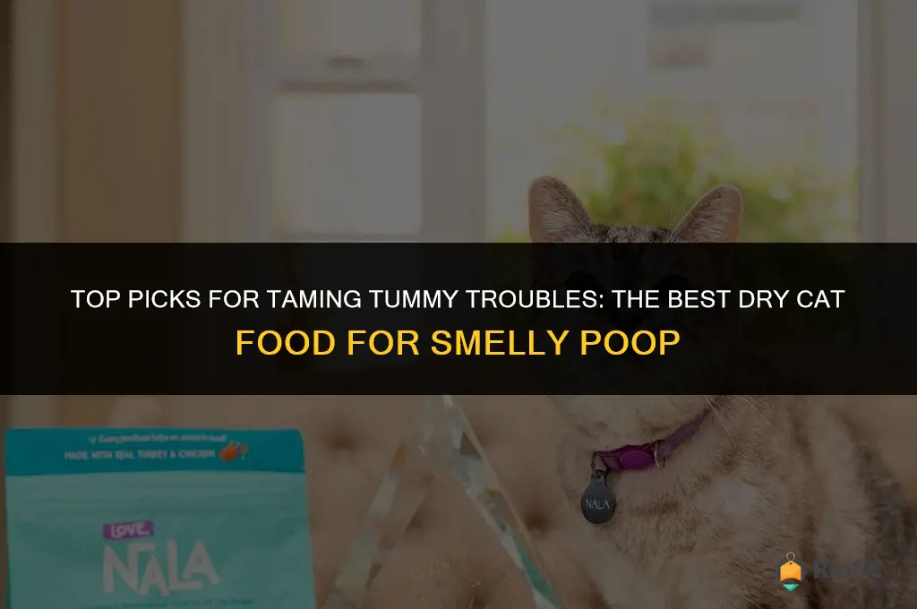 best dry cat food for smelly poop