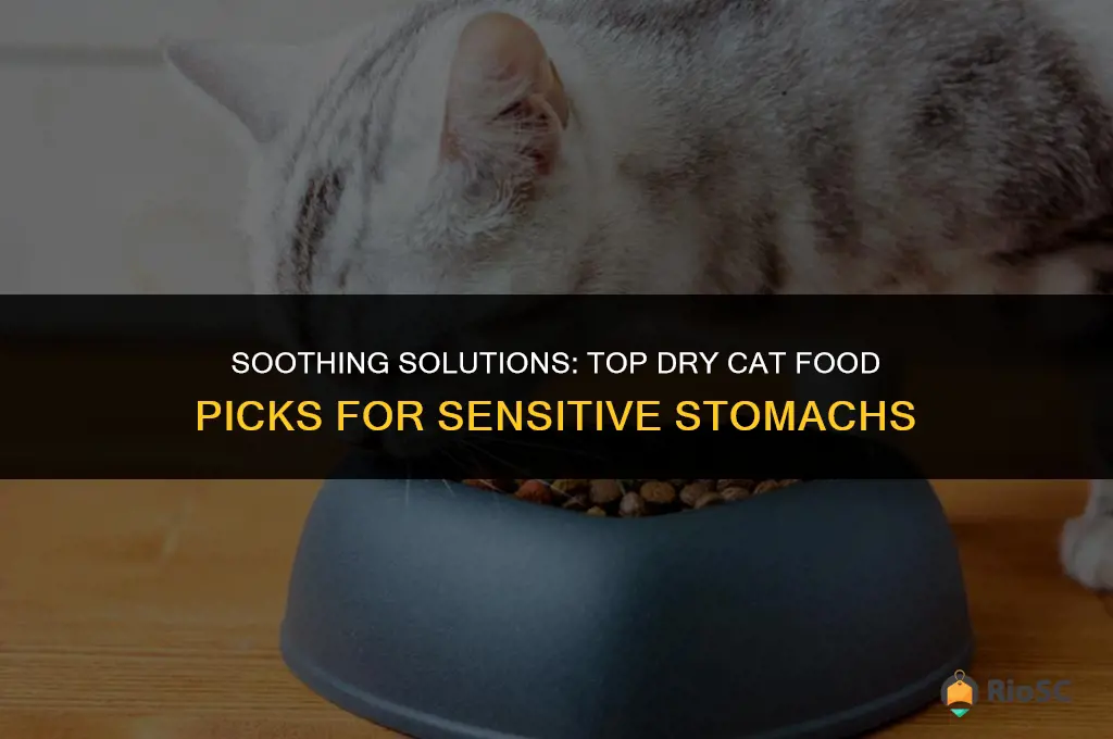 best dry cat food for upset tummy