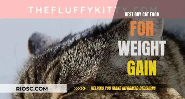 Top Picks for Dry Cat Food to Support Healthy Weight Gain