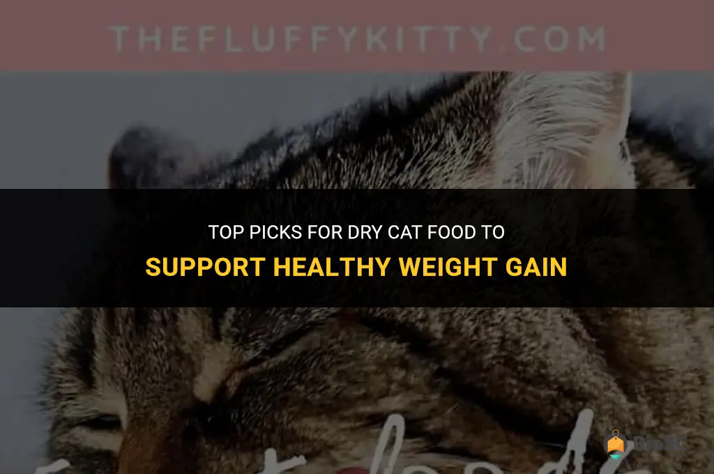 best dry cat food for weight gain