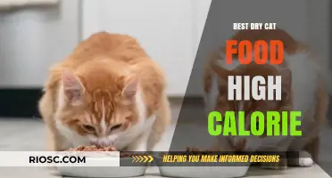 Top High-Calorie Dry Cat Food Options for Optimal Nutrition