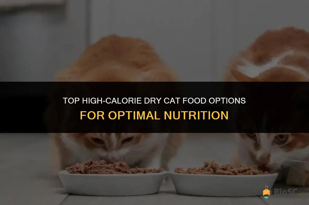 best dry cat food high calorie
