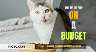 Affordable Nutrition: Top Budget-Friendly Dry Cat Food Options