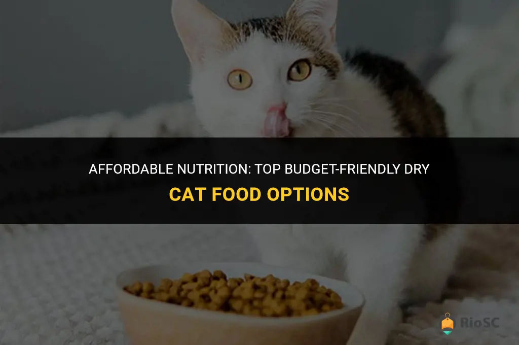 best dry cat food on a budget