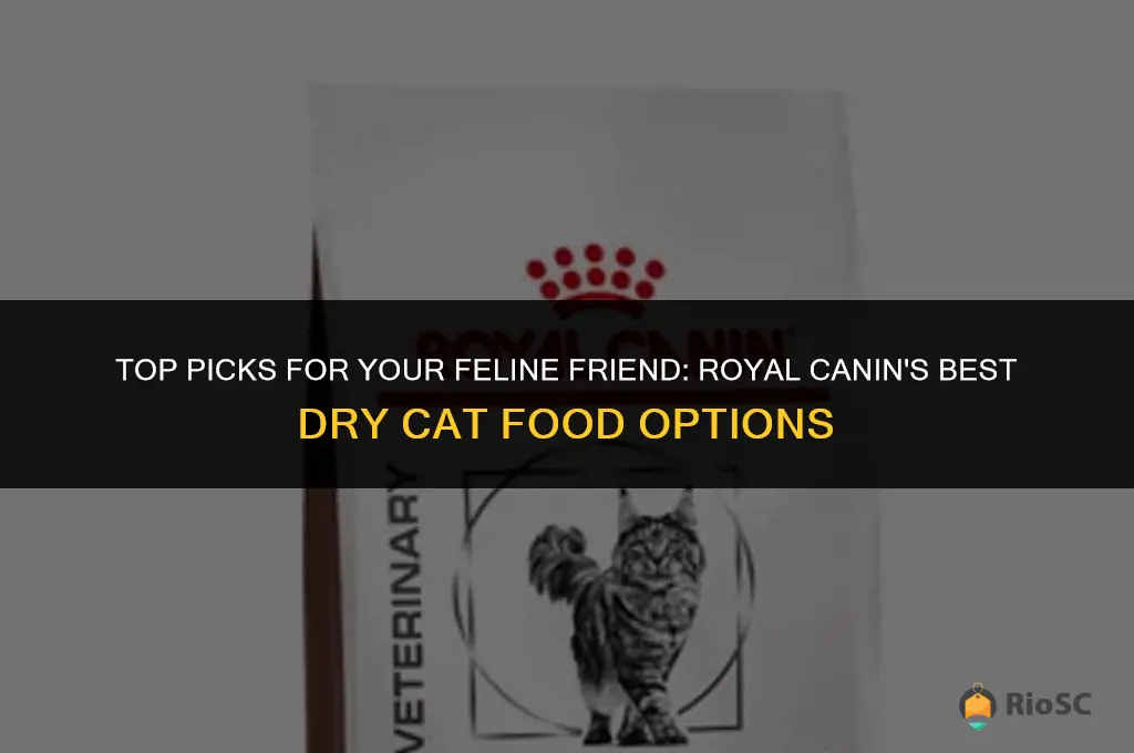 best dry cat food royal canin