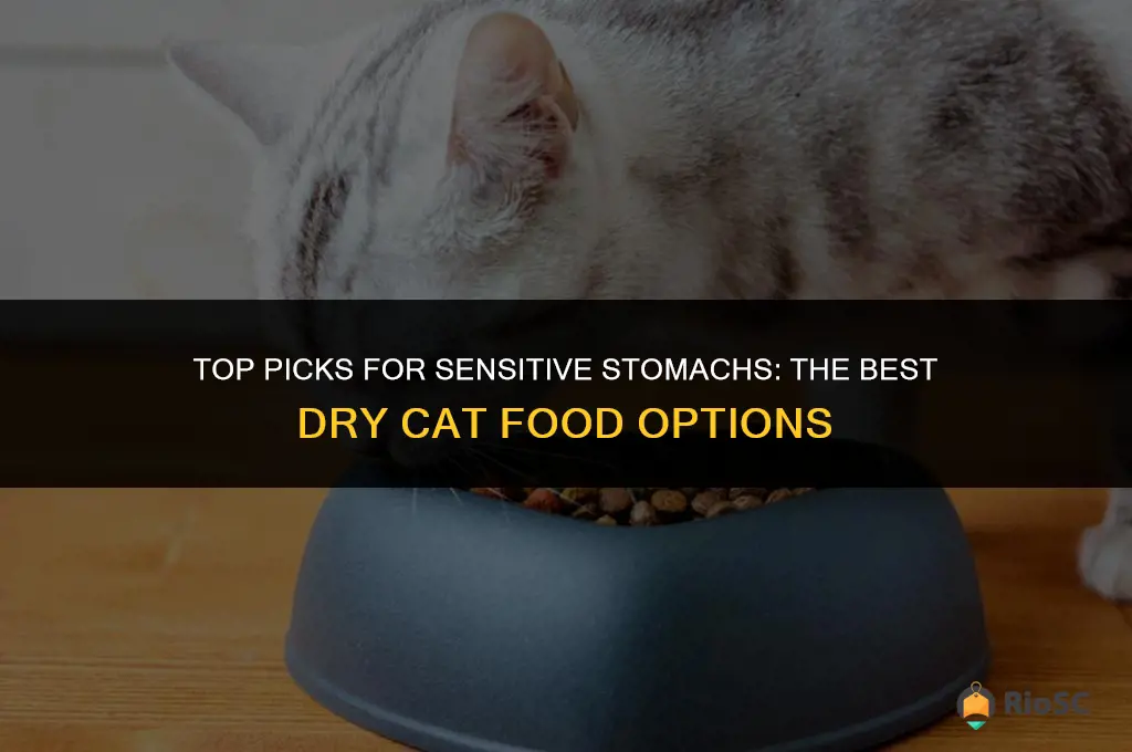 best dry cat food sensitve