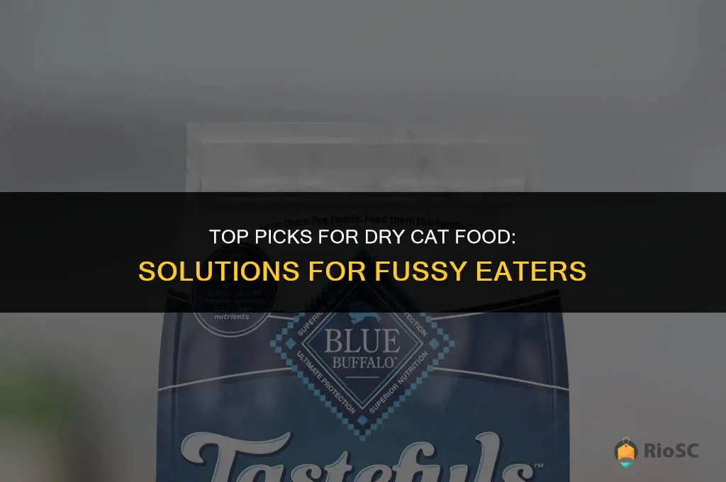 best dry cat food when they wont eat