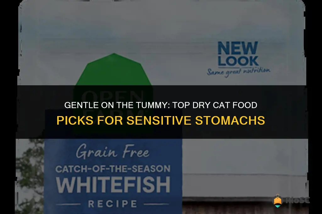 best dry cat foods for sesnitive stomachs