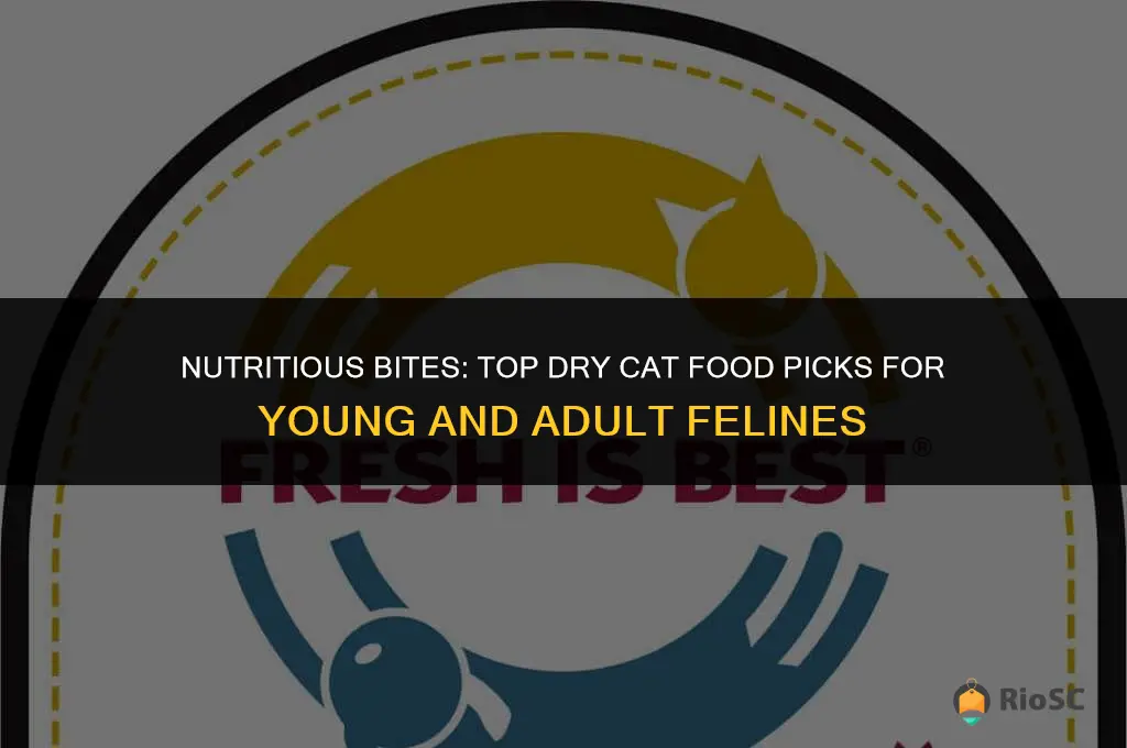 best dry cat foods to feed young and adult cats