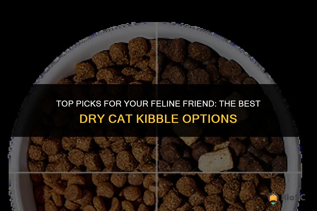 best dry cat kibble