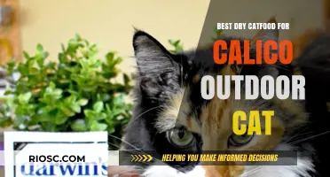 Top Picks for Calico Outdoor Cats: The Best Dry Cat Food Options