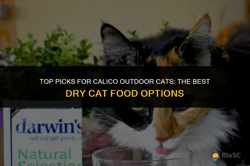 best dry catfood for calico outdoor cat