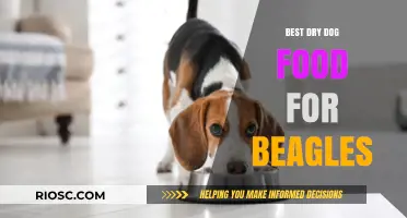 Top-Rated Dry Dog Food Options to Keep Your Beagle Healthy and Happy