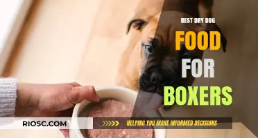 Top-Rated Dry Dog Food Options to Keep Your Boxer Healthy and Energetic