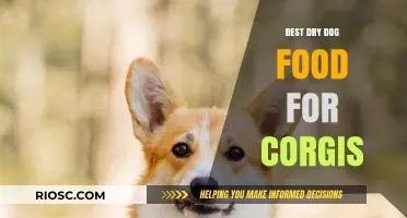 Top-Rated Dry Dog Food Options to Keep Your Corgi Healthy and Happy