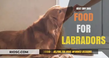 Top-Rated Dry Dog Food Options for Healthy and Happy Labradors