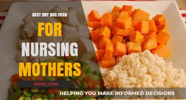 Top Nutrient-Rich Dry Dog Foods to Support Nursing Mothers and Their Puppies