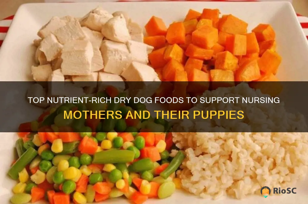 best dry dog food for nursing mothers