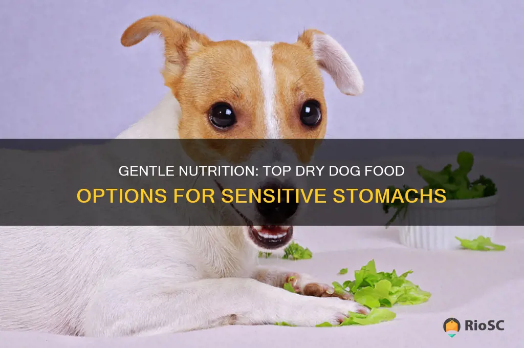 best dry dog food sensitive stomach