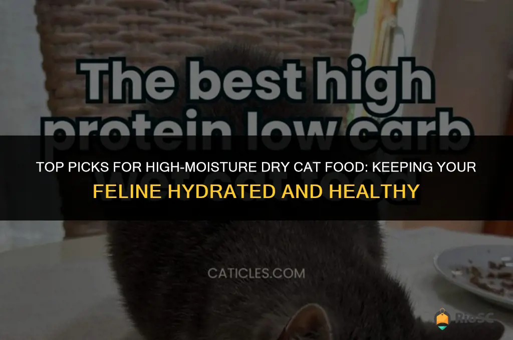 best dry food for cat high moisture content