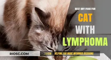 Top Dry Food Options for Cats Battling Lymphoma: Nutrition to Support Your Feline's Health