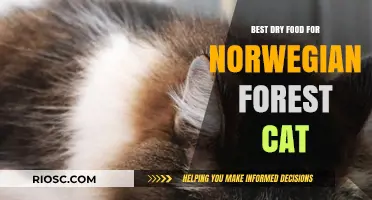Top Picks for Dry Food to Keep Your Norwegian Forest Cat Healthy and Happy