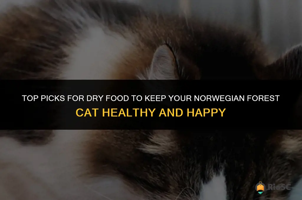 best dry food for norwegian forest cat