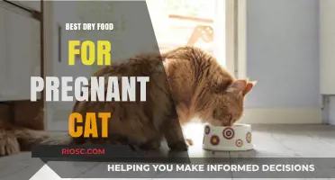 Nourishing Expectant Felines: Top Dry Food Choices for Pregnant Cats