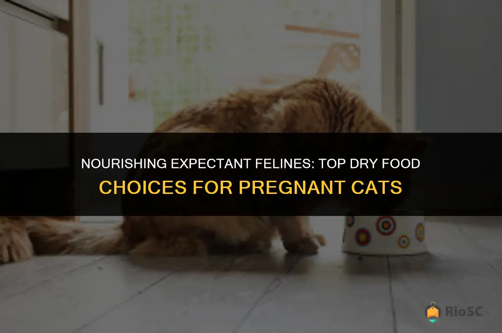 best dry food for pregnant cat