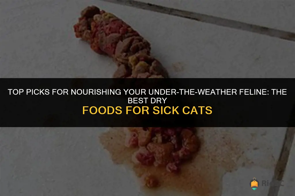best dry food for sick cat