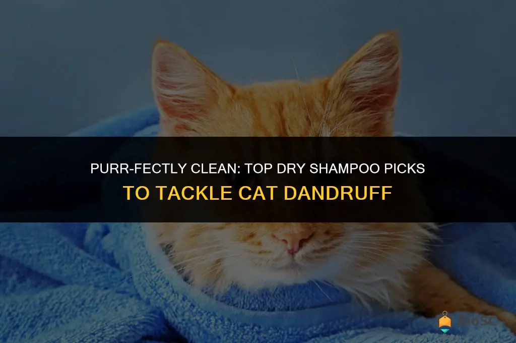 best dry shampoo for cat dandruff
