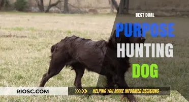 Top Dual-Purpose Hunting Dogs: Versatile Breeds for Both Field and Waterfowl
