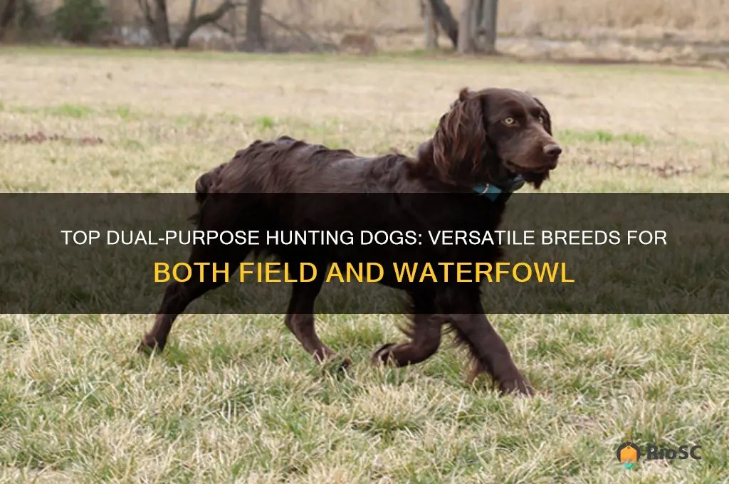 best dual purpose hunting dog