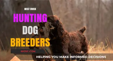 Top-Rated Duck Hunting Dog Breeders: Where to Find Your Perfect Waterfowl Companion