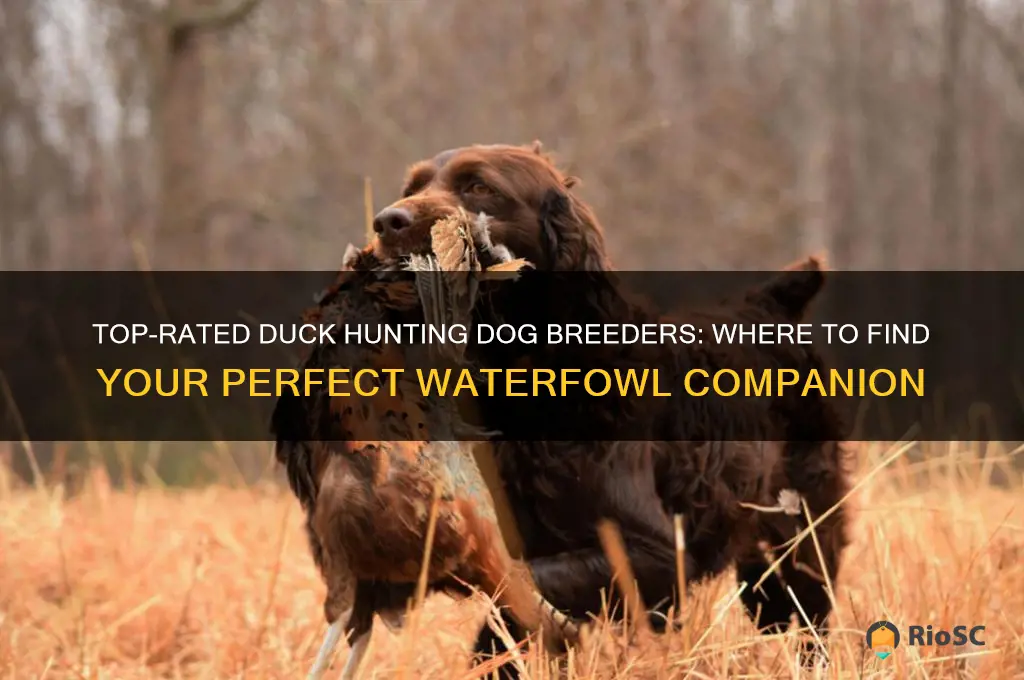 best duck hunting dog breeders