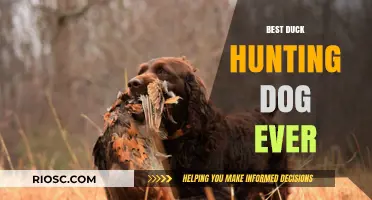 The Ultimate Companion: Unveiling the Best Duck Hunting Dog Ever