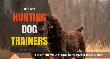 Top Duck Hunting Dog Trainers: Expert Tips for Raising the Ultimate Waterfowl Companion